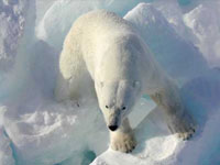 Orso Polare Orso Polare